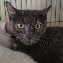 Thumbnail photo of 7146 Smokie #3