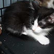 Thumbnail photo of Blossom #2