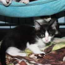 Thumbnail photo of Blossom #3