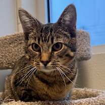 Thumbnail photo of Tiger #1