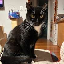 Thumbnail photo of Oreo #4