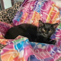 Thumbnail photo of November #4