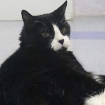 Thumbnail photo of Oreo #3