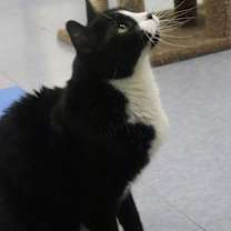 Thumbnail photo of Oreo #4