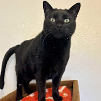 Thumbnail photo of Juicy Juice #1