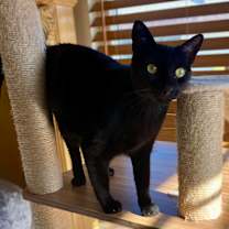 Thumbnail photo of Runty #2