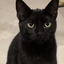 Thumbnail photo of Arista #1