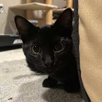 Thumbnail photo of Arista #3