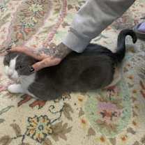 Thumbnail photo of Roxy #2