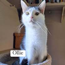 Thumbnail photo of Oliver aka Ollie #1