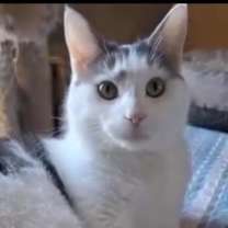 Thumbnail photo of Oliver aka Ollie #2