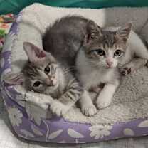 Thumbnail photo of Dash #4