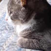 Thumbnail photo of Tiger #1