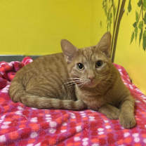 Thumbnail photo of Chevy #4