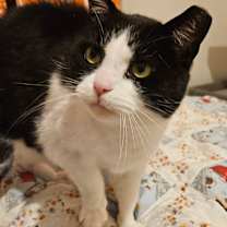 Thumbnail photo of Tommy #2