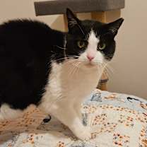 Thumbnail photo of Tommy #3