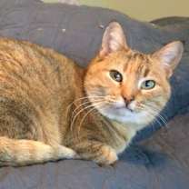 Thumbnail photo of Lily #1