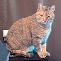 Thumbnail photo of Lily #2