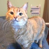 Thumbnail photo of Lily #3