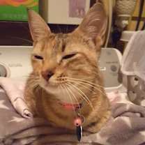 Thumbnail photo of Lily #4