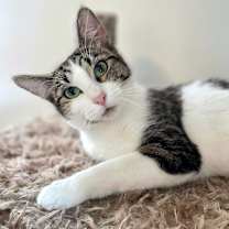 Thumbnail photo of Lumine #1