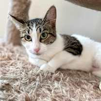 Thumbnail photo of Lumine #4