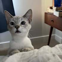 Thumbnail photo of Griffin #1