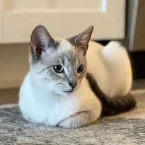 Thumbnail photo of Griffin #2