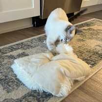 Thumbnail photo of Griffin #3