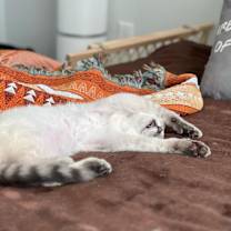 Thumbnail photo of Griffin #4