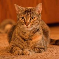 Thumbnail photo of Tigger #3