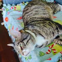 Thumbnail photo of Bentley #3