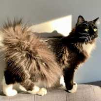 Thumbnail photo of Kodak #4