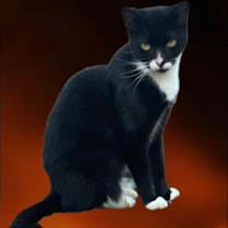 Thumbnail photo of Rizzo - Petsmart Plantation Foster Home #1