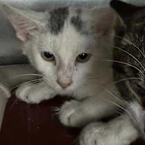 Thumbnail photo of Bailey #3