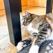 Thumbnail photo of Sunni #4