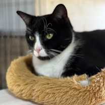 Thumbnail photo of ChaCha #1