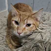 Thumbnail photo of Brioche #1