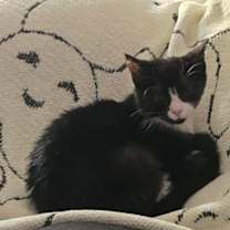 Thumbnail photo of Pumpkin #1