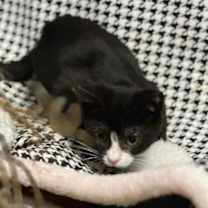 Thumbnail photo of Pumpkin #2