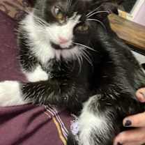 Thumbnail photo of Pumpkin #3