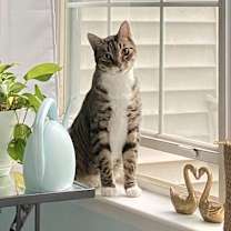 Thumbnail photo of Smokey #1