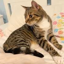 Thumbnail photo of Smokey #2