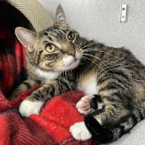 Thumbnail photo of Smokey #3