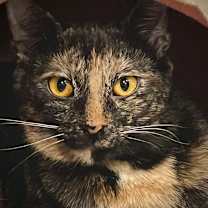 Thumbnail photo of Momo 3C25 #1