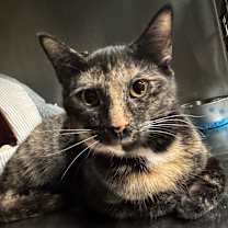 Thumbnail photo of Momo 3C25 #3