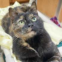 Thumbnail photo of Hazel #2