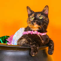 Thumbnail photo of Hazel #3