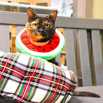 Thumbnail photo of Hazel #4