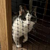 Thumbnail photo of Pumpkin Spice #3